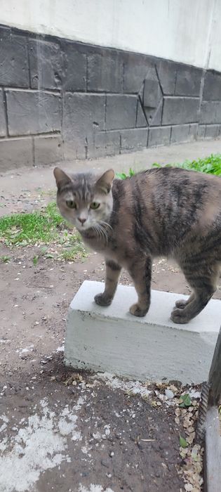 Кошечка на пристройство