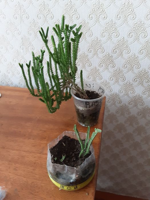 Хавортия плауновидная, эхеверия