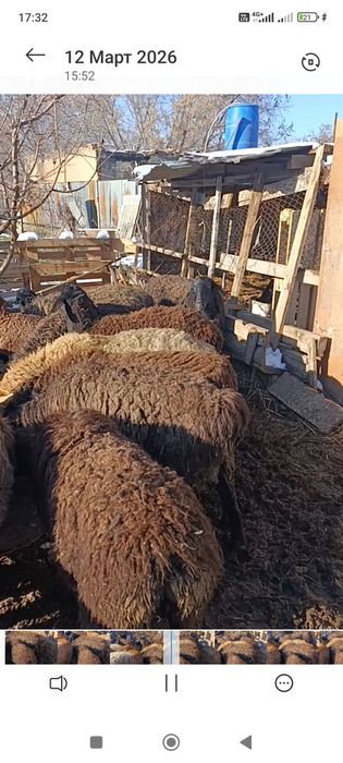 Бараны матки гиссар продам