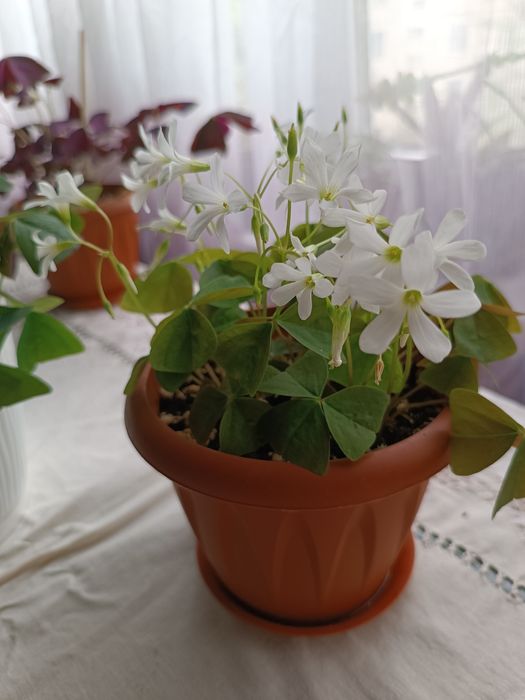 Комнатные растения