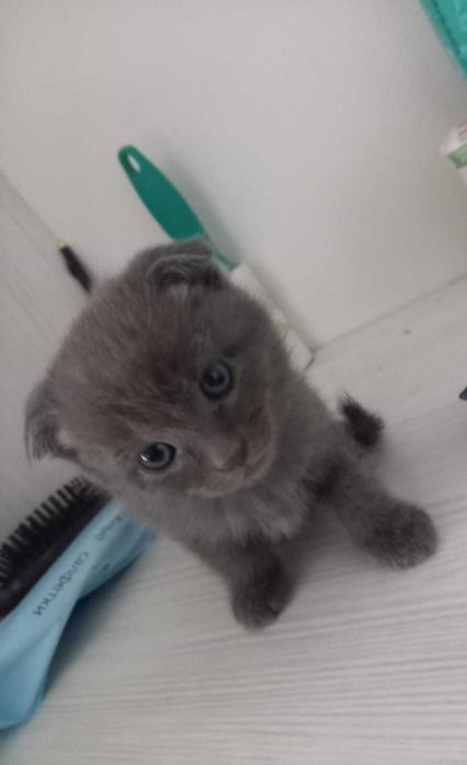 Скотиш страй котенок