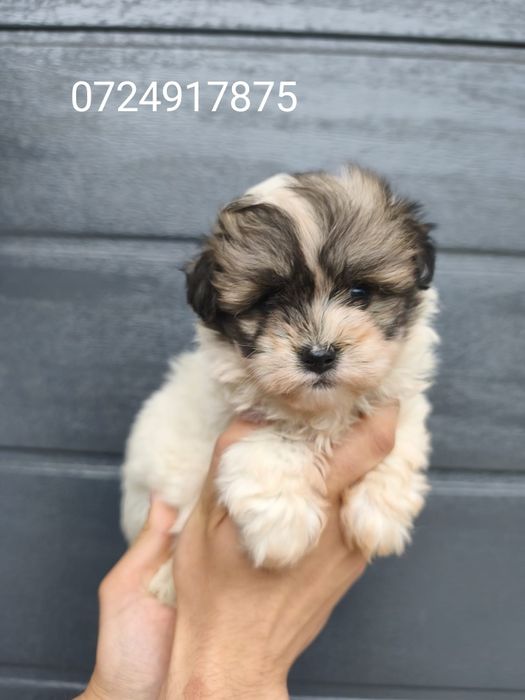 Bichon maltez toy