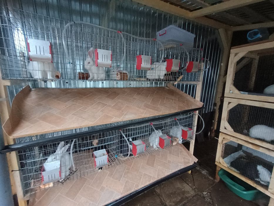 Vând cuști de iepuri cu scurgere