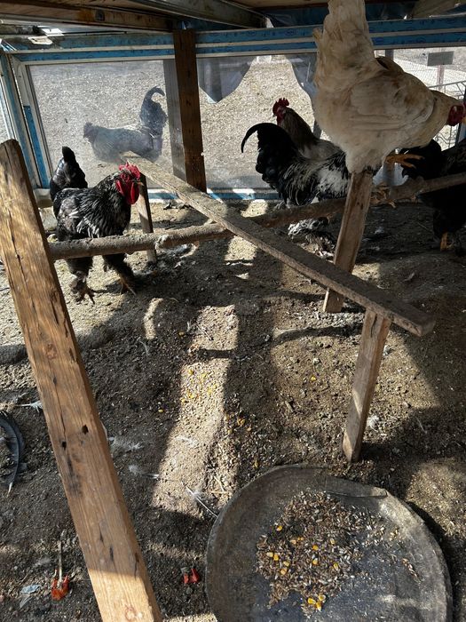 Продается петухи