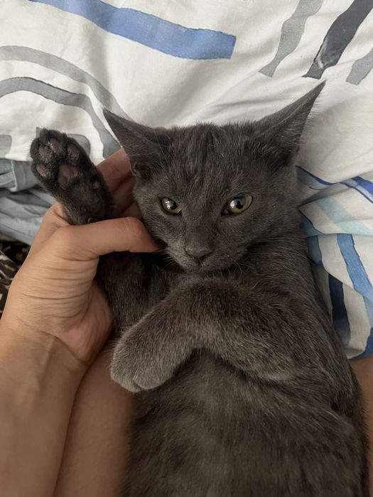 Отдам котенка в добрые руки