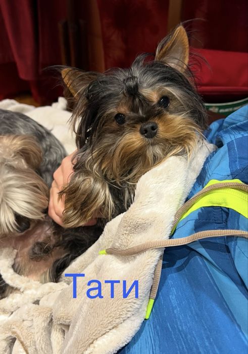 Йоркширски териер мини мъжки йорки