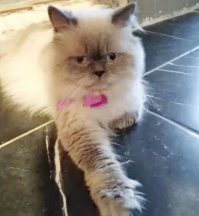 Скоттиш Страйт колор поинт вязка