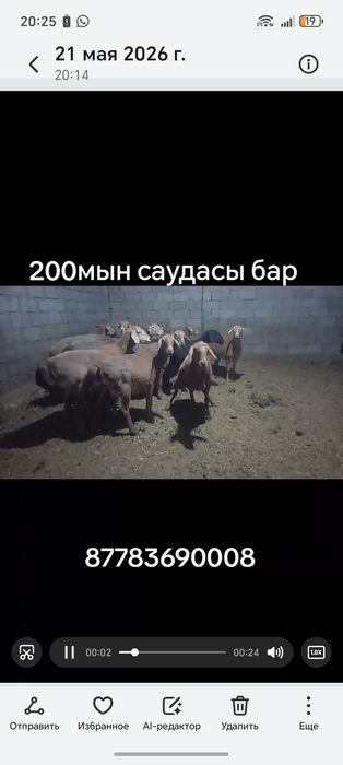 Семиз койлар 13 бас