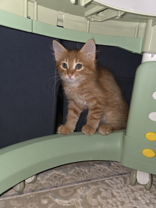 Котёнок в добрые руки