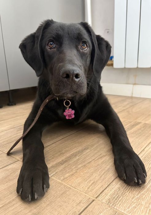 Продам щенка лабоадор ретривера