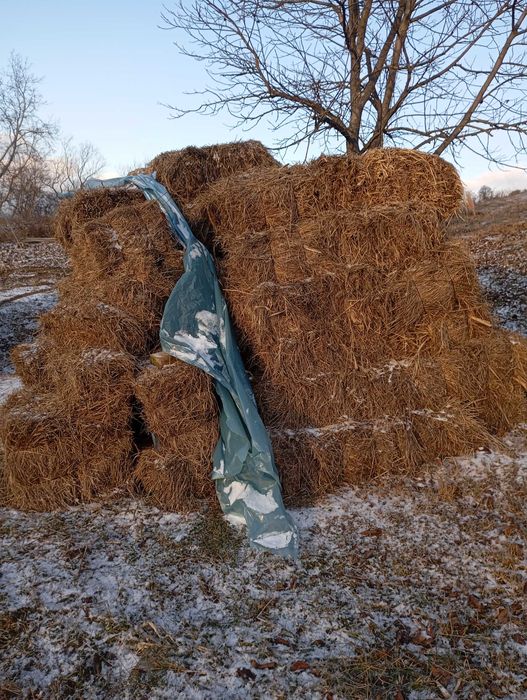 De vânzare baloți dreptunghiulari făcuți din fan