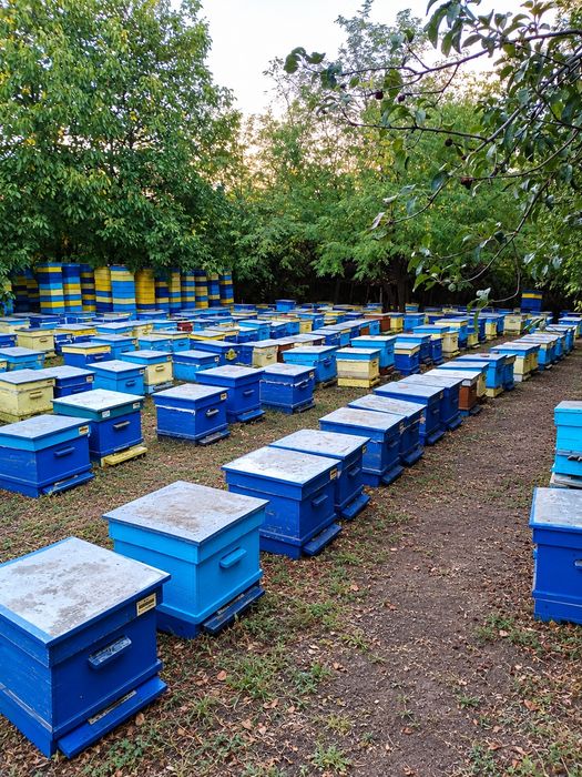 Продавам пчелни кошери Дадан-Блат