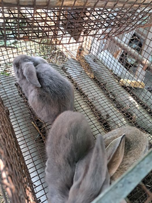 Vând iepurași  crescuți natural