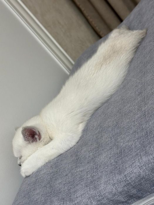 Кот продаем шиншилу