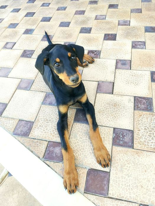 Doberman sotiladi