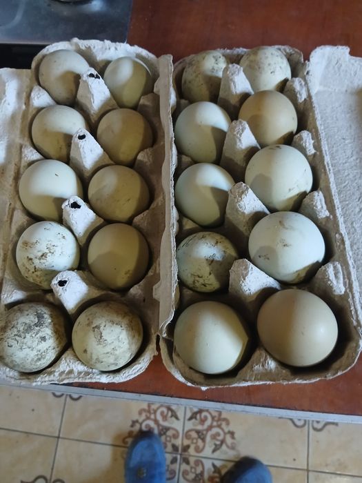 Oua verzi  pt incubat