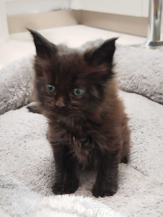 Малки котенца -Мейн Куун