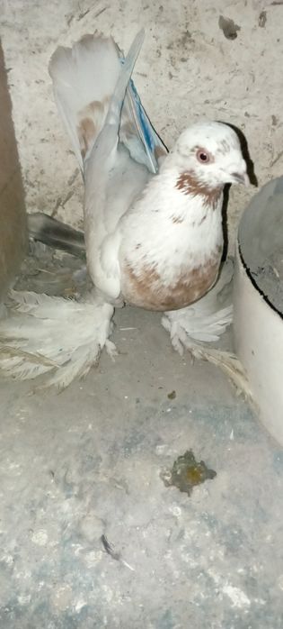 Голуби    Алматы