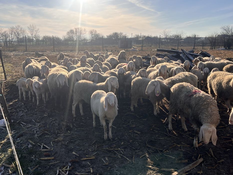 Bergamasca rasa pura