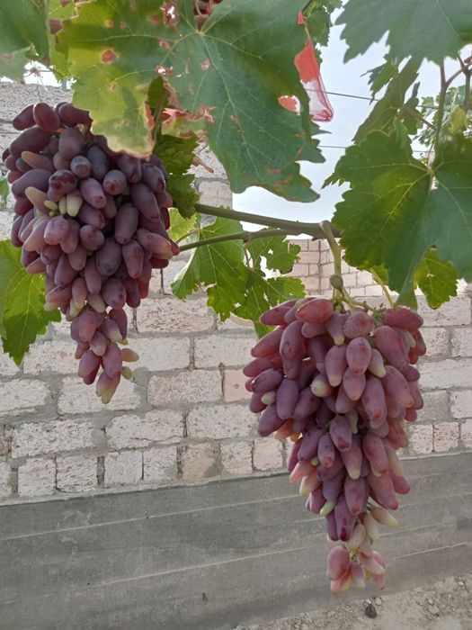 Продаются черенки винограда