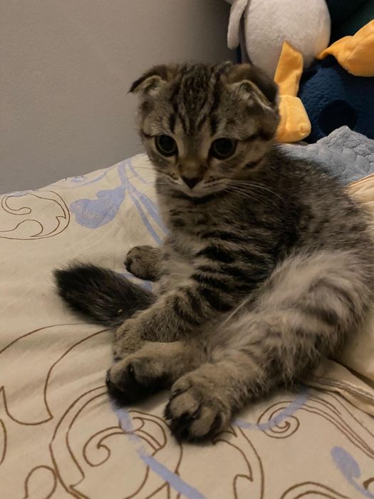 Вислоухий котенок