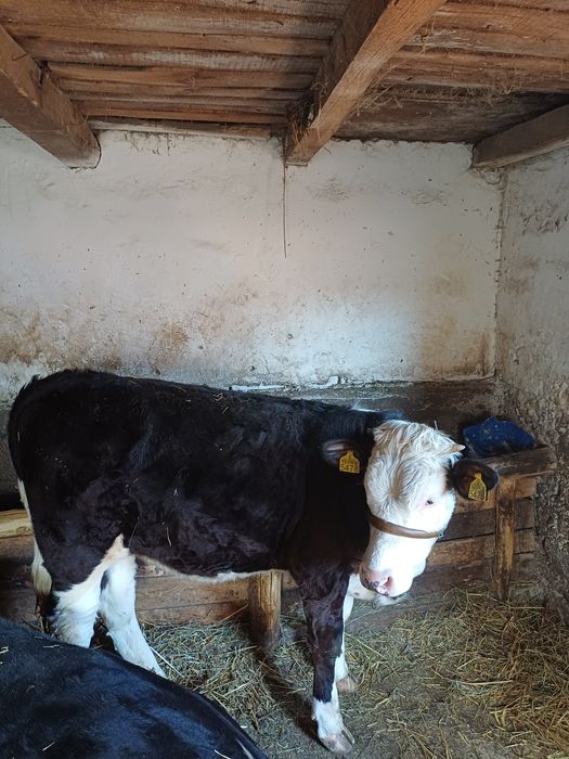 Vand vitea Baltata Romaneasca