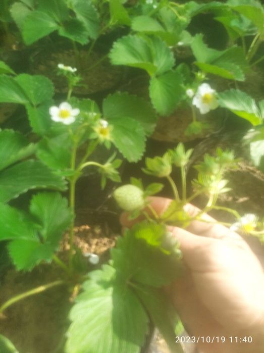 Klubnika Kareyski Solyhang