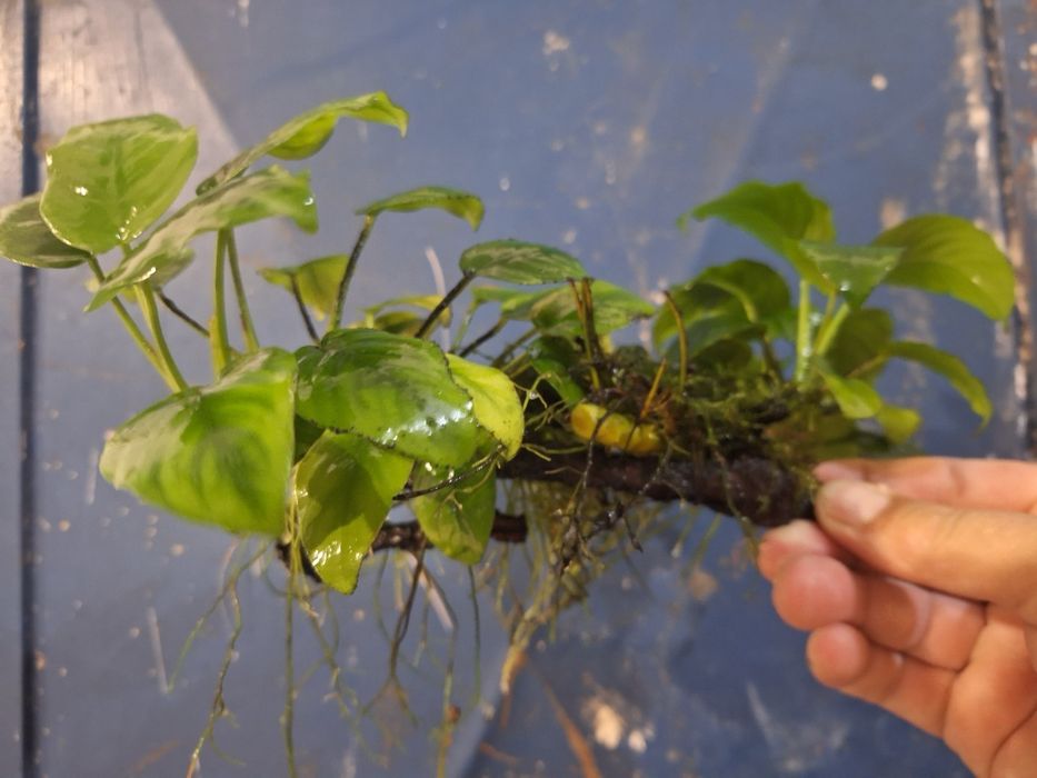 Anubias pe cioate și simplu