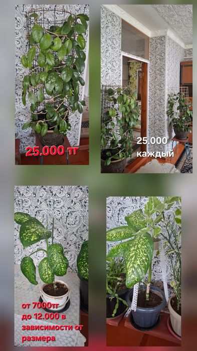 Продам комнатные цветы