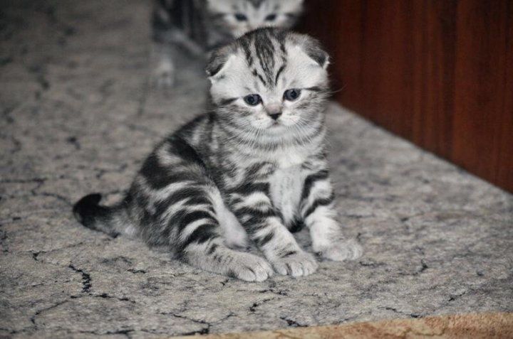 Милые котята фолдики