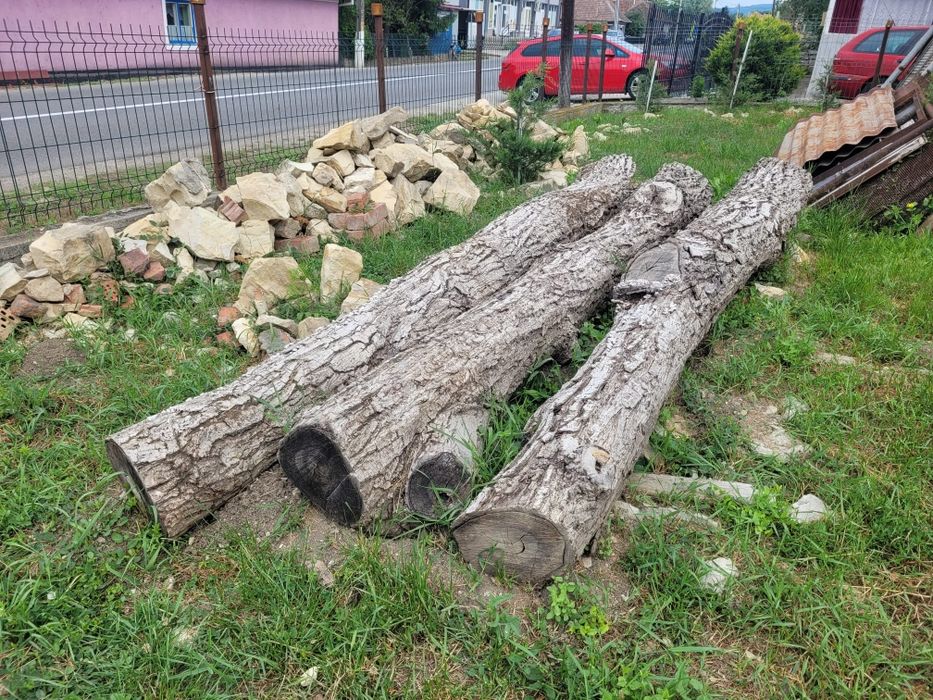 Trunchi nuc de vanzare