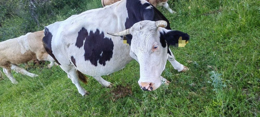 Vaca și juninca de vânzare