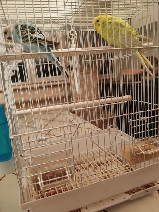 Папугай сатылады