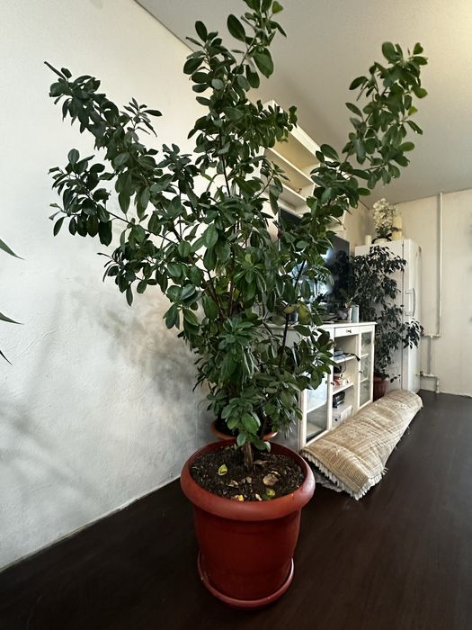 Продам живые растения