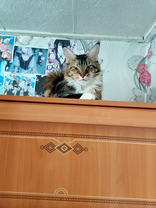 Котёнок мейн-куна девочка 3 месяца