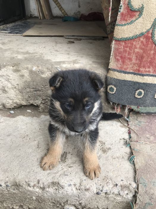 Шенки чистокровные авчарки