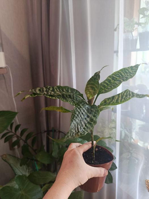 Продам комнатные цветы разные