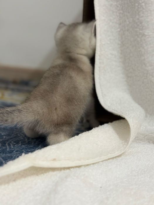 Продается котенок ( девочка)