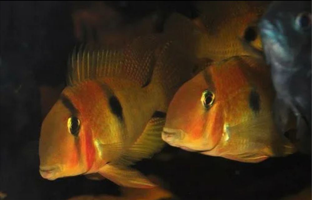 Гвинакара Овроевефи (Guianacara Owroewefi)