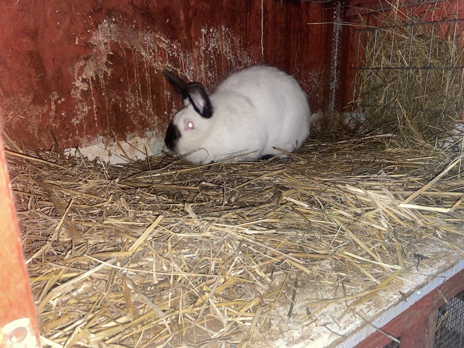 Neozeelandez alb masculi si femele