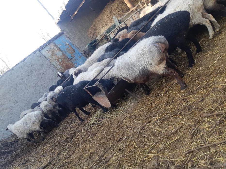 bug'oz quylar sotiladi