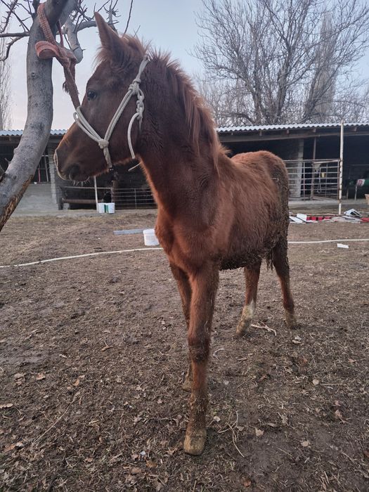 Жабагы сатылады.