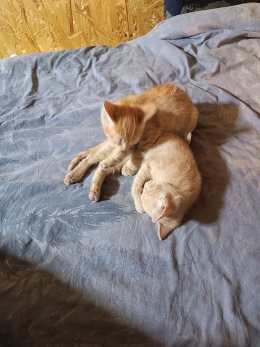 Отдам котят в хорошие руки