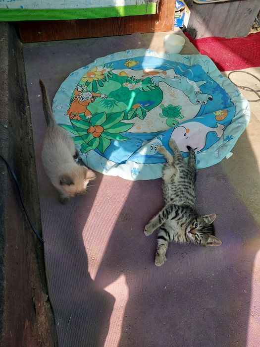 Котята. Мальчики.