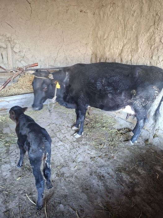 Сигир сутли сигир