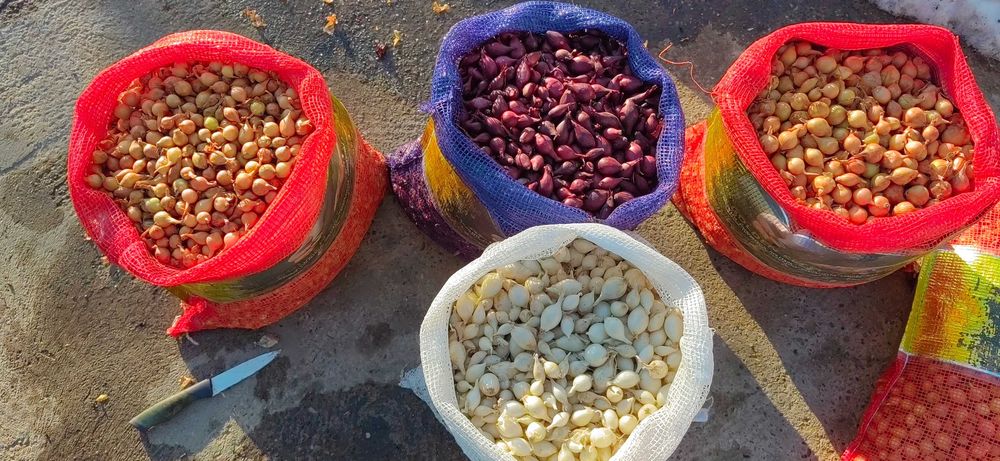 Vand Arpacic Olandez Exstra Calitate