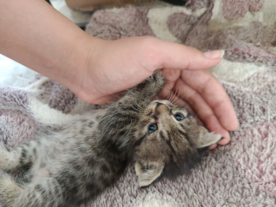 Продаю котенка скоттиш фолд