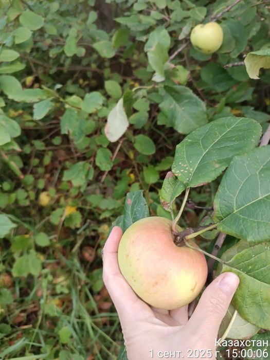 Дача 9 соток "Весна"