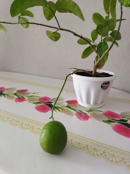 Продам лимонное дерево с лимоном, плодоносящее