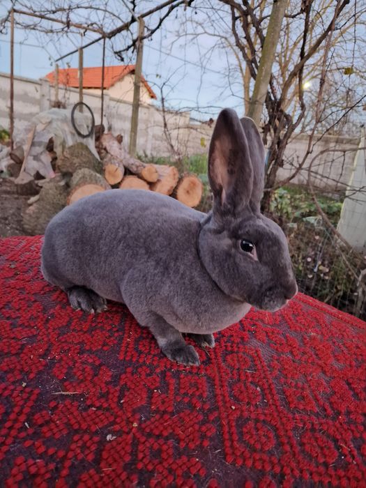 De vânzare rex albastru și uriaș german